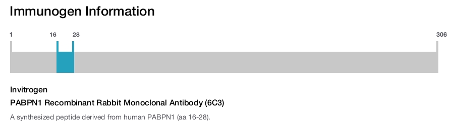PABPN1 Recombinant Rabbit Monoclonal Antibody (6C3)