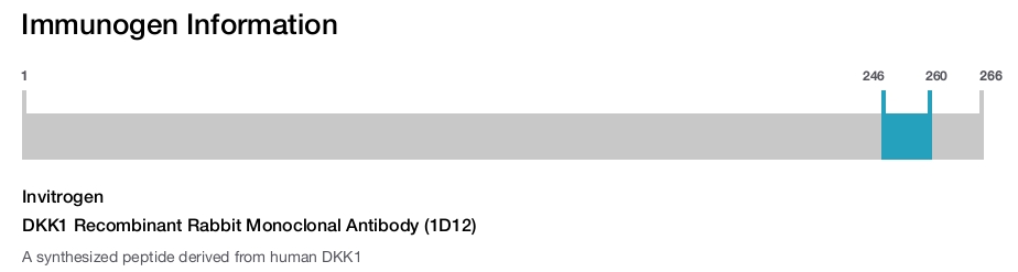 DKK1 Recombinant Rabbit Monoclonal Antibody (1D12)