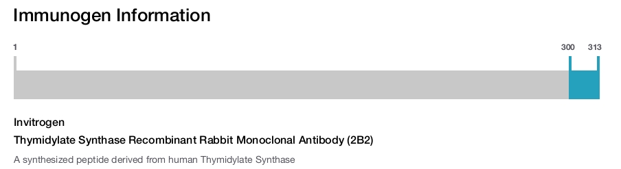 Thymidylate Synthase Recombinant Rabbit Monoclonal Antibody (2B2)