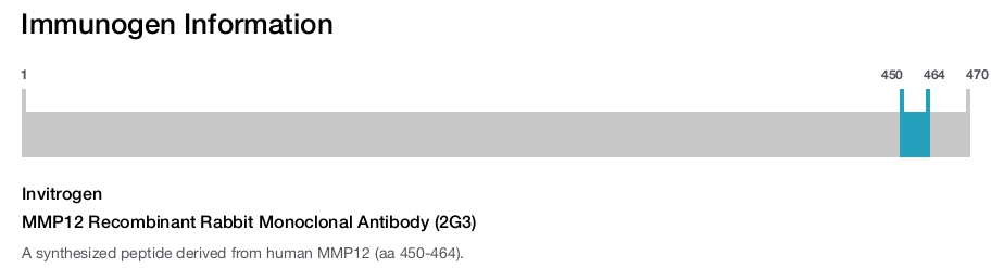MMP12 Recombinant Rabbit Monoclonal Antibody (2G3)