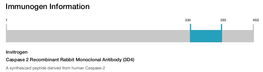 Caspase 2 Recombinant Rabbit Monoclonal Antibody (3D4)