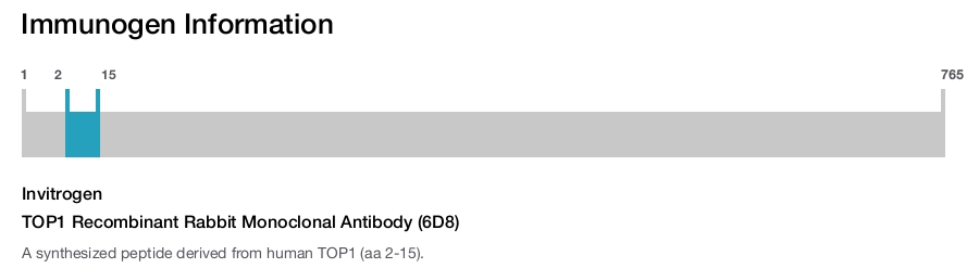 TOP1 Recombinant Rabbit Monoclonal Antibody (6D8)