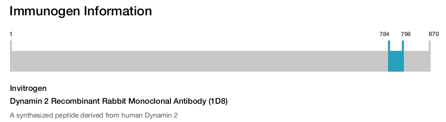 Dynamin 2 Recombinant Rabbit Monoclonal Antibody (1D8)