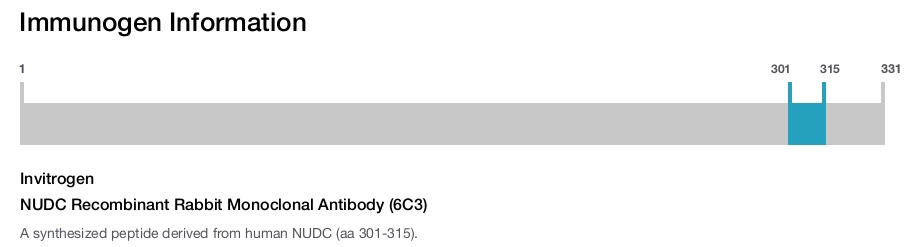 NUDC Recombinant Rabbit Monoclonal Antibody (6C3)