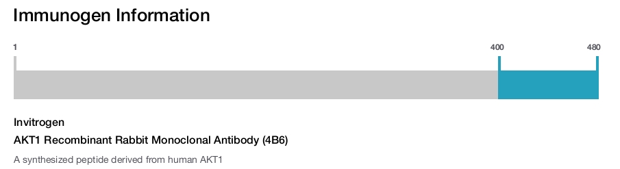 AKT1 Recombinant Rabbit Monoclonal Antibody (4B6)