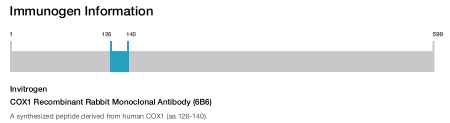 COX1 Recombinant Rabbit Monoclonal Antibody (6B6)
