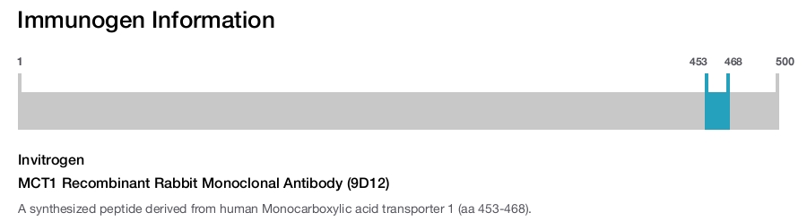 MCT1 Recombinant Rabbit Monoclonal Antibody (9D12)