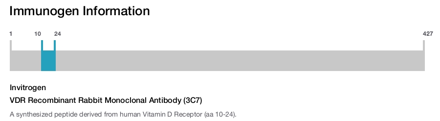 VDR Recombinant Rabbit Monoclonal Antibody (3C7)