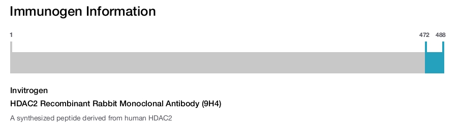HDAC2 Recombinant Rabbit Monoclonal Antibody (9H4)