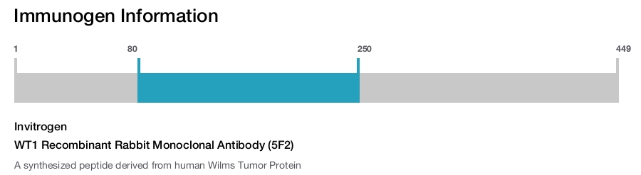 WT1 Recombinant Rabbit Monoclonal Antibody (5F2)