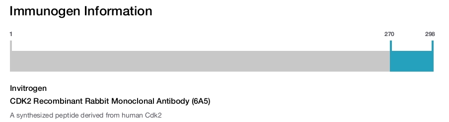 CDK2 Recombinant Rabbit Monoclonal Antibody (6A5)