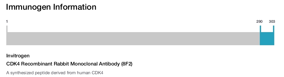 CDK4 Recombinant Rabbit Monoclonal Antibody (8F2)