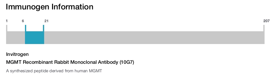 MGMT Recombinant Rabbit Monoclonal Antibody (10G7)