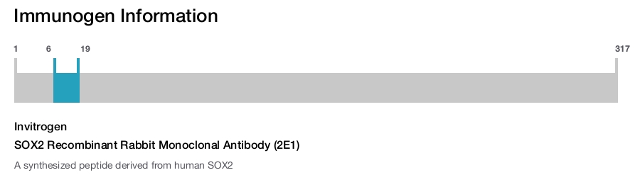 SOX2 Recombinant Rabbit Monoclonal Antibody (2E1)
