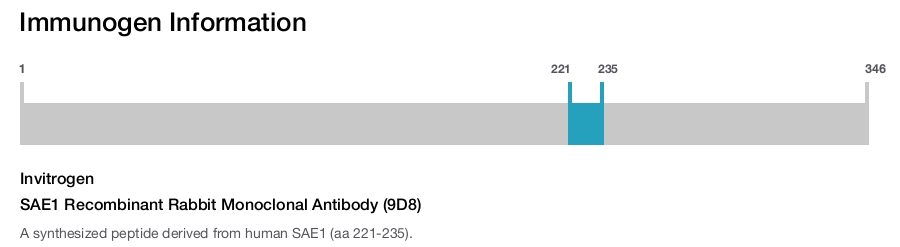 SAE1 Recombinant Rabbit Monoclonal Antibody (9D8)