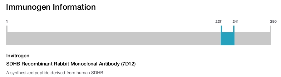 SDHB Recombinant Rabbit Monoclonal Antibody (7D12)