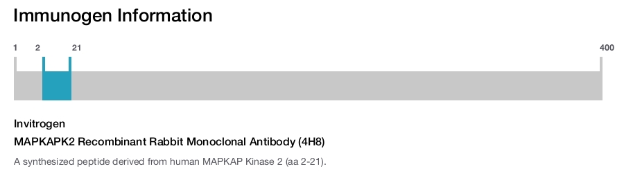 MAPKAPK2 Recombinant Rabbit Monoclonal Antibody (4H8)