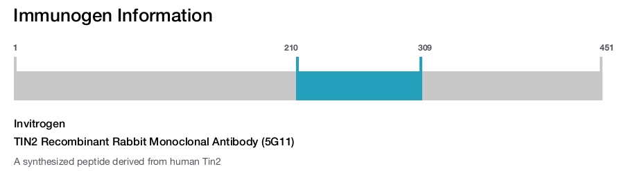 TIN2 Recombinant Rabbit Monoclonal Antibody (5G11)