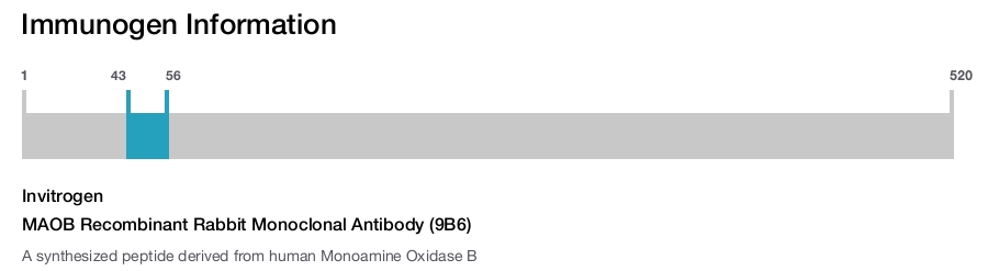 MAOB Recombinant Rabbit Monoclonal Antibody (9B6)