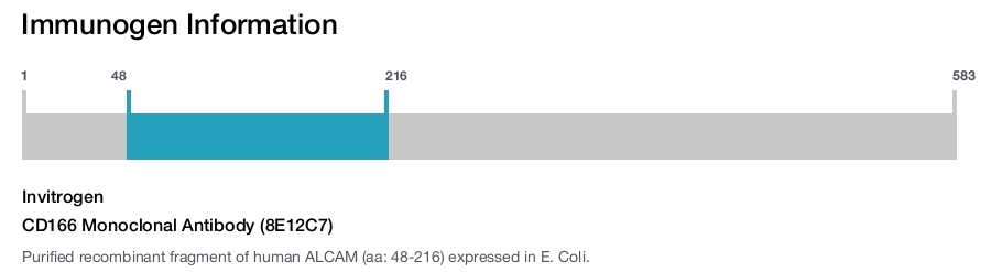 CD166 Monoclonal Antibody (8E12C7)