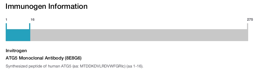 ATG5 Monoclonal Antibody (8E8G6)