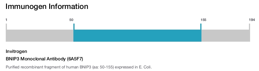 BNIP3 Monoclonal Antibody (6A5F7)