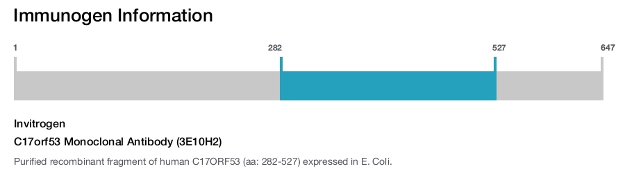 C17orf53 Monoclonal Antibody (3E10H2)