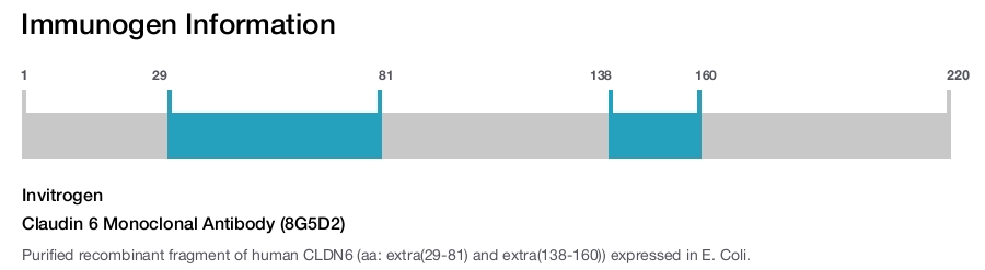 Claudin 6 Monoclonal Antibody (8G5D2)