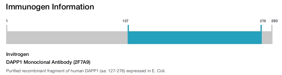 DAPP1 Monoclonal Antibody (2F7A9)
