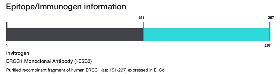 ERCC1 Monoclonal Antibody (1E5B3)