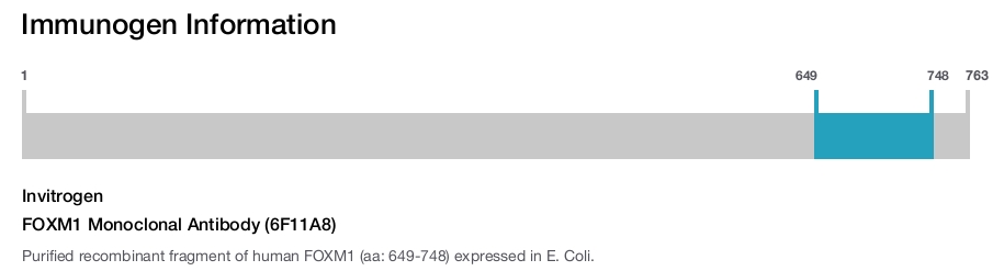 FOXM1 Monoclonal Antibody (6F11A8)