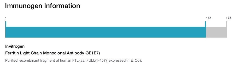 Ferritin Light Chain Monoclonal Antibody (8E1E7)