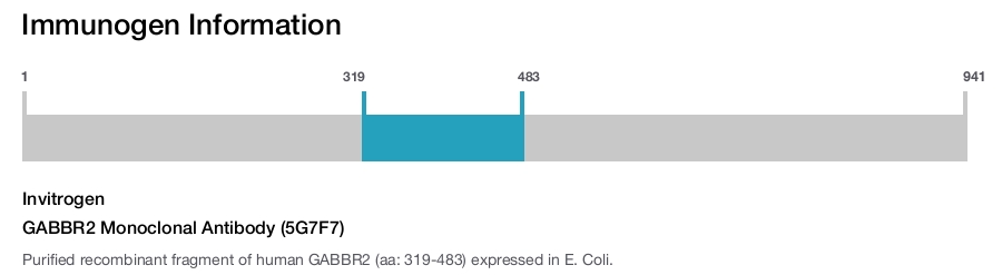 GABBR2 Monoclonal Antibody (5G7F7)