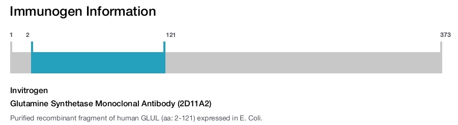 Glutamine Synthetase Monoclonal Antibody (2D11A2)