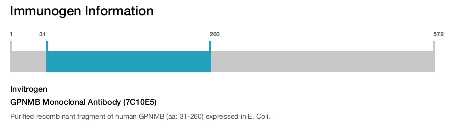 GPNMB Monoclonal Antibody (7C10E5)