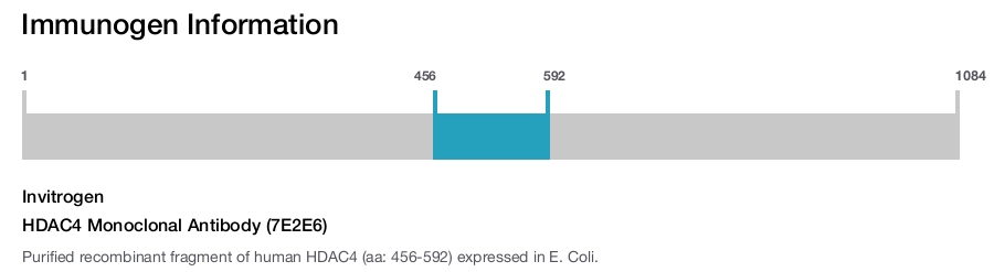 HDAC4 Monoclonal Antibody (7E2E6)