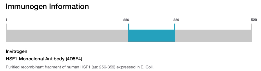 HSF1 Monoclonal Antibody (4D5F4)