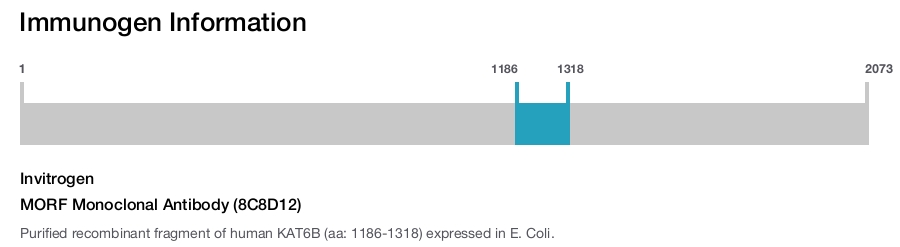 MORF Monoclonal Antibody (8C8D12)