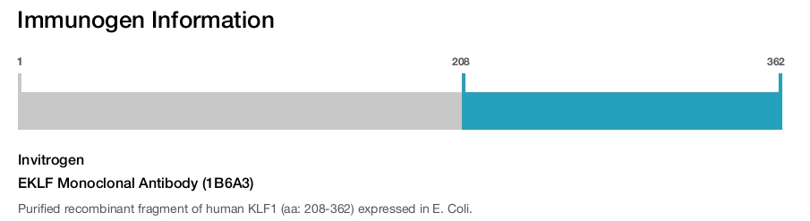 EKLF Monoclonal Antibody (1B6A3)