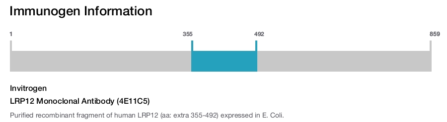 LRP12 Monoclonal Antibody (4E11C5)