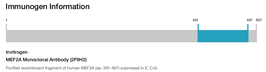 MEF2A Monoclonal Antibody (2F9H2)
