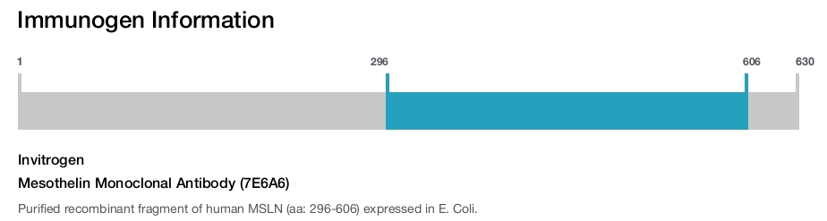 Mesothelin Monoclonal Antibody (7E6A6)