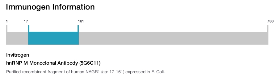 hnRNP M Monoclonal Antibody (5G6C11)