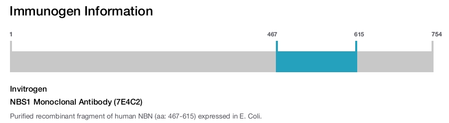 NBS1 Monoclonal Antibody (7E4C2)