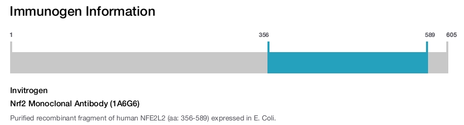 Nrf2 Monoclonal Antibody (1A6G6)