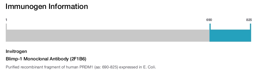 Blimp-1 Monoclonal Antibody (2F1B6)