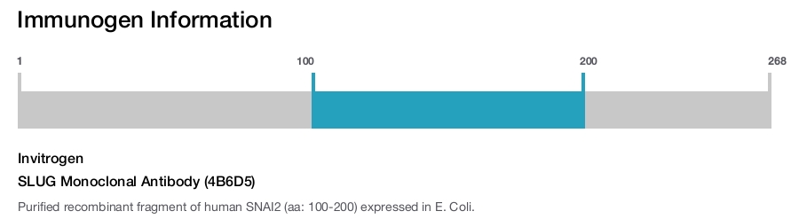 SLUG Monoclonal Antibody (4B6D5)