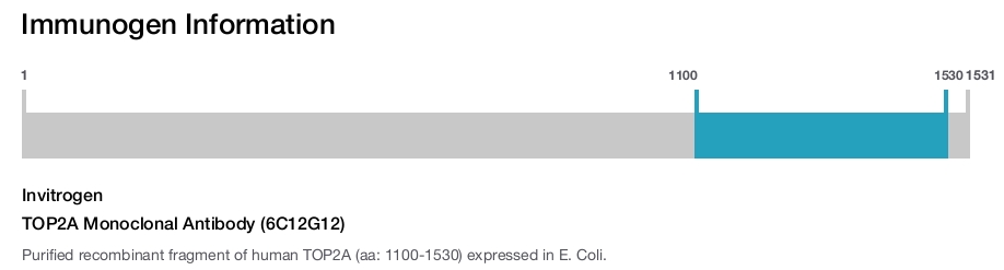 TOP2A Monoclonal Antibody (6C12G12)