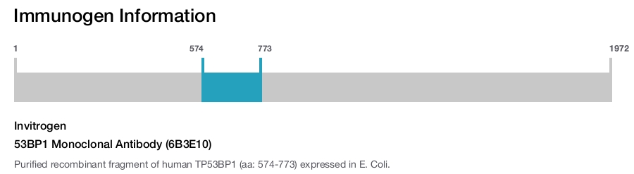 53BP1 Monoclonal Antibody (6B3E10)