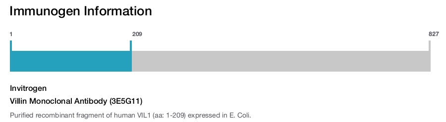 Villin Monoclonal Antibody (3E5G11)
